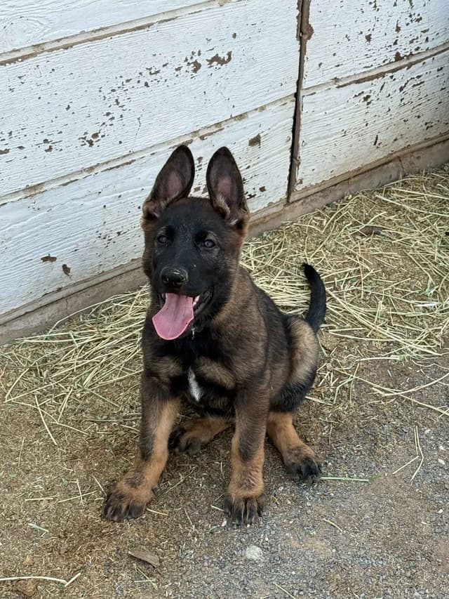 German Shepherd Dog Puppies media 3