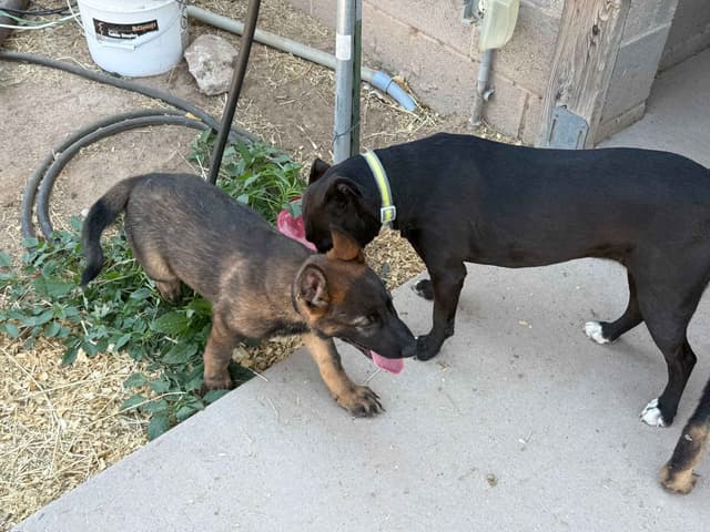 German Shepherd Dog Puppies media 4