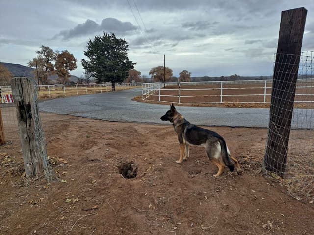 German Shepherd Dog Puppies media 5