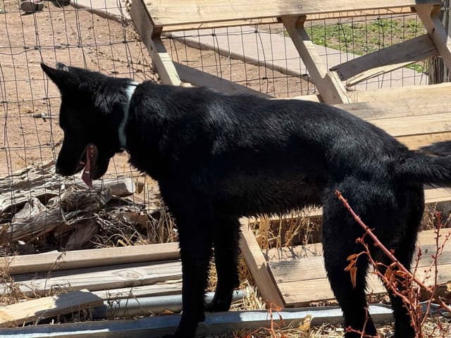 German Shepherd Dog Puppies media 6