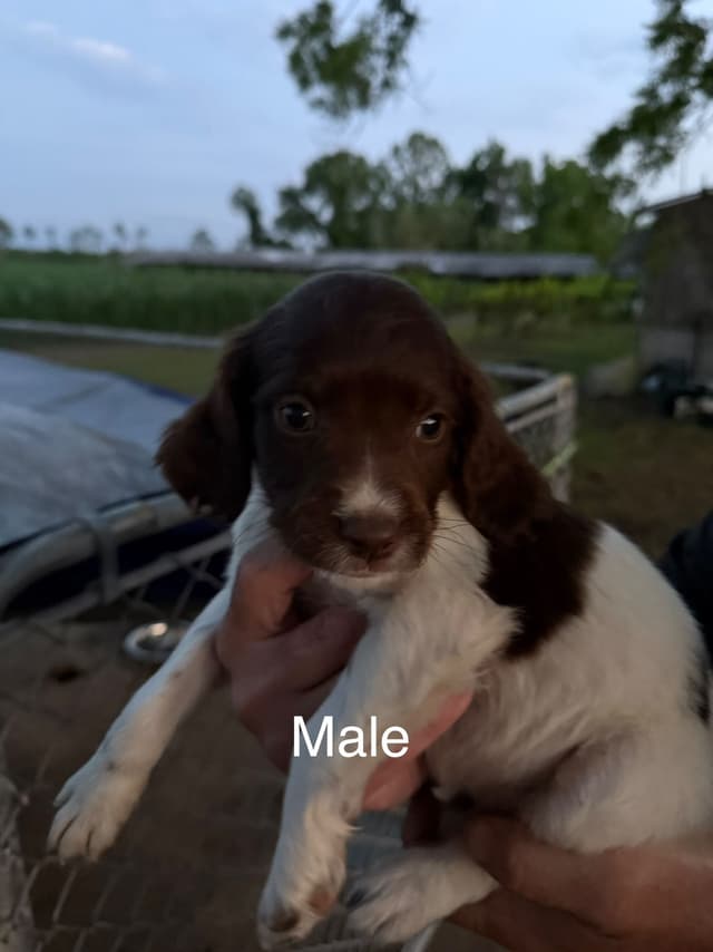Brittany Puppies media 2