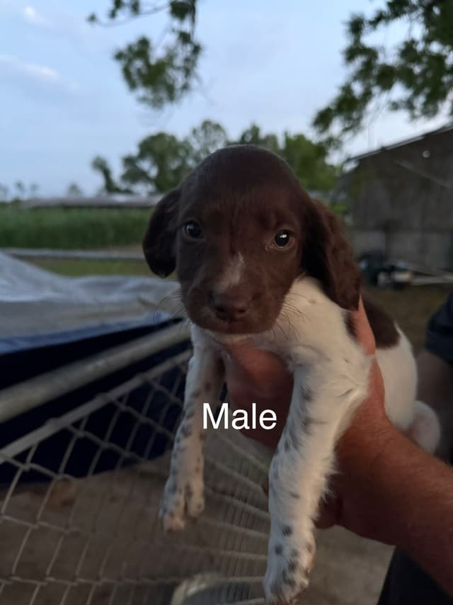 Brittany Puppies media 3
