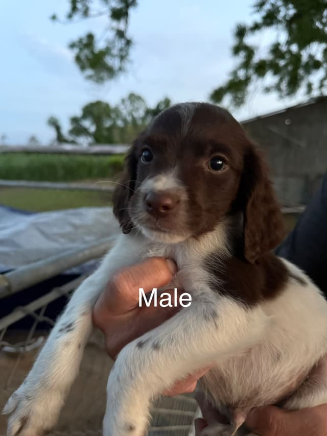 Brittany Puppies media 4