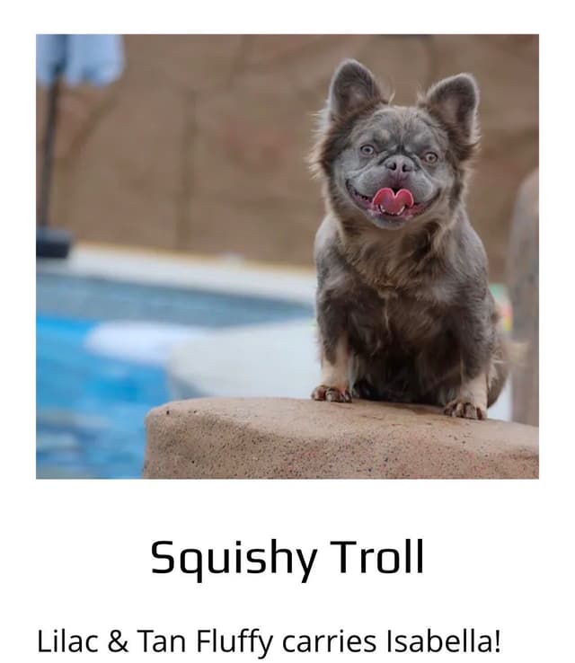 Fluffy Female French Bulldog Puppies media 7