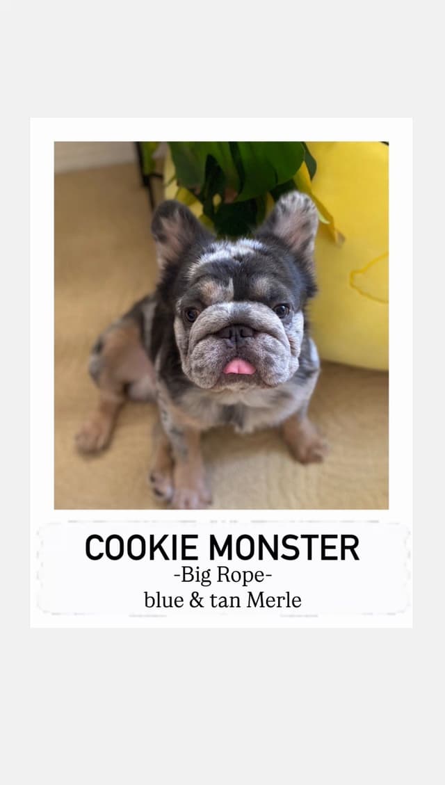 Fluffy Female French Bulldog Puppies media 8