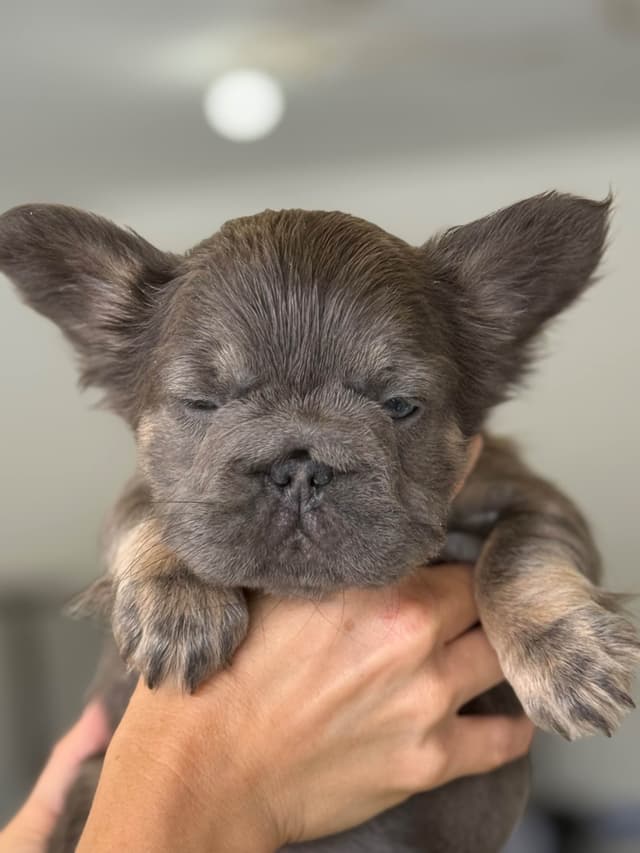 Fluffy Female French Bulldog Puppies media 2