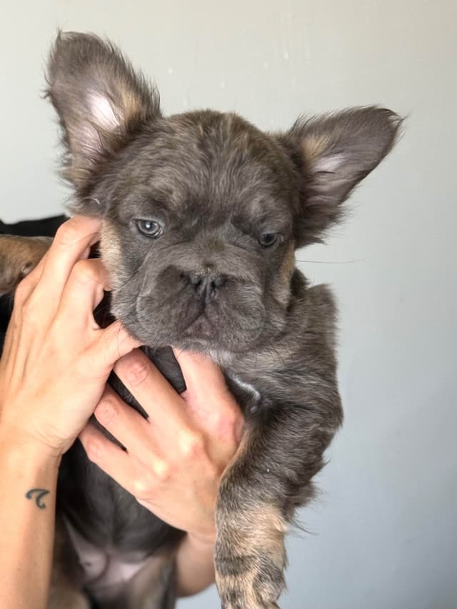 Fluffy Female French Bulldog Puppies media 3