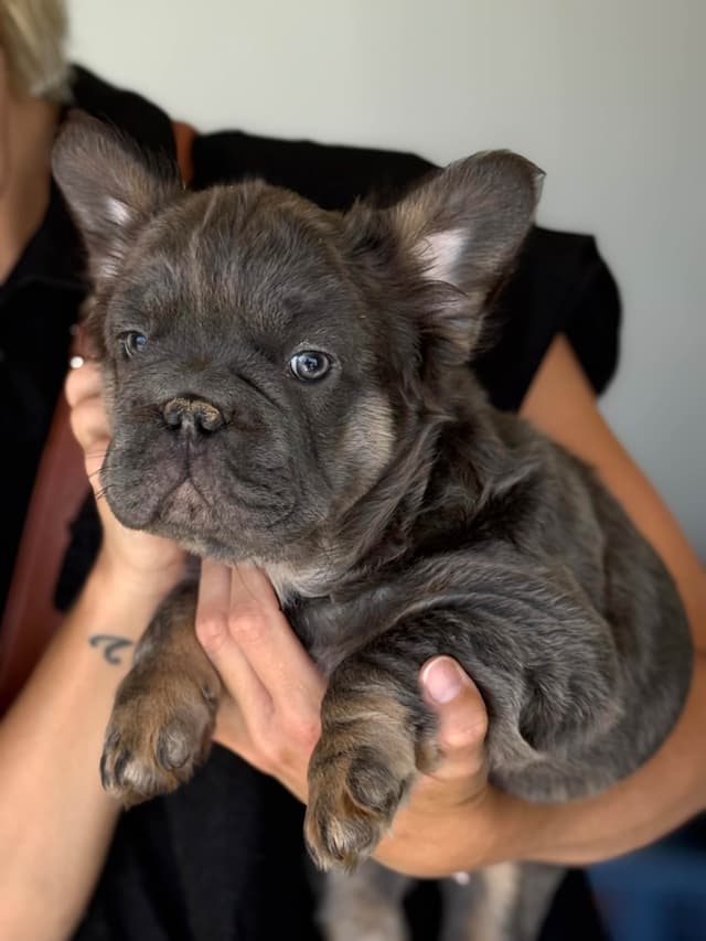 Fluffy Female French Bulldog Puppies media 4