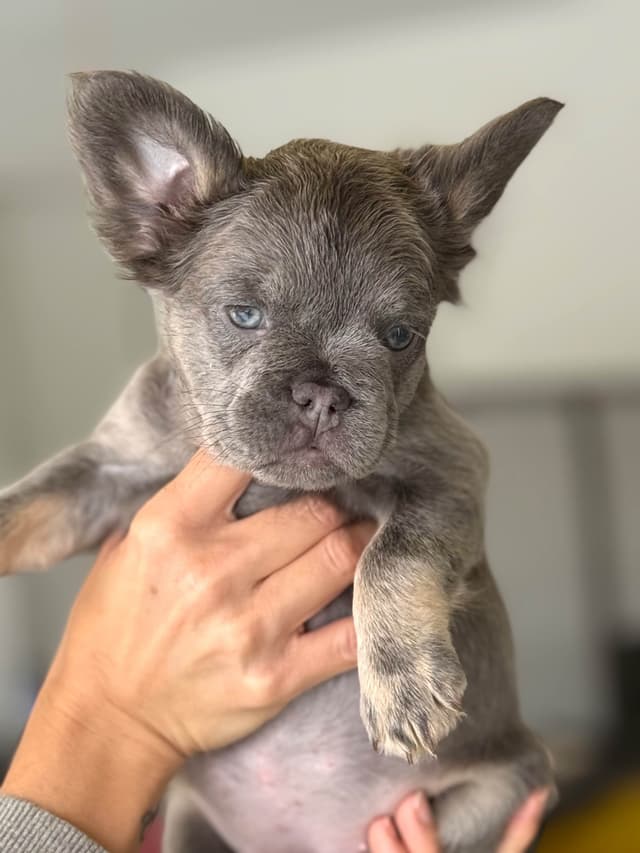 Fluffy Female French Bulldog Puppies media 6