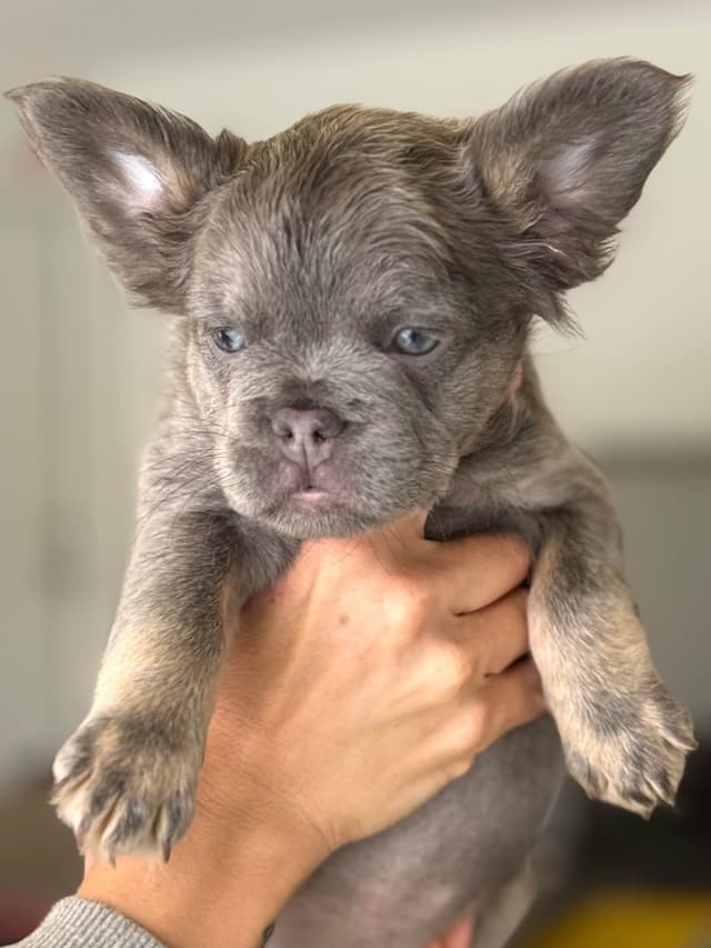 Fluffy Female French Bulldog Puppies media 5