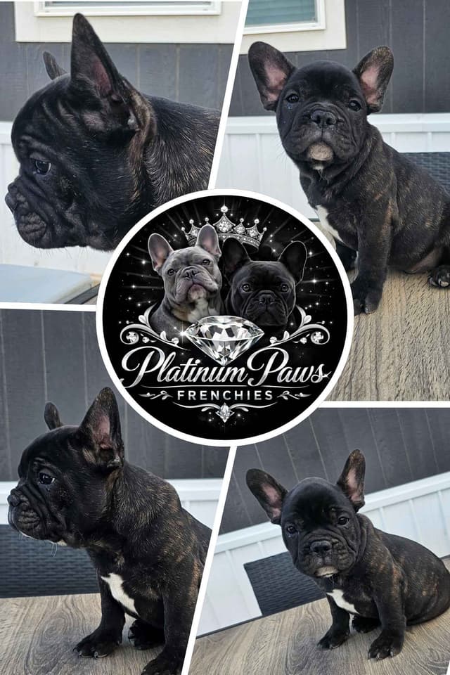 French Bulldog Puppies media 3