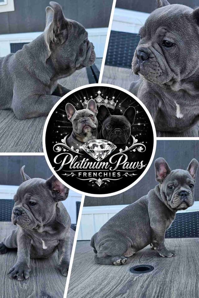 French Bulldog Puppies media 2