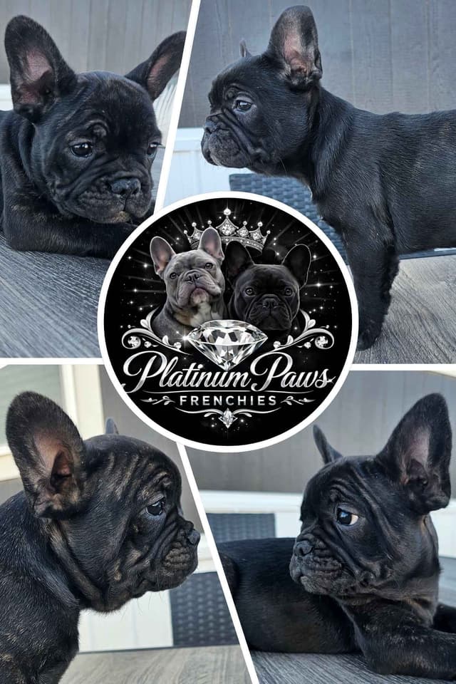 French Bulldog Puppies media 4