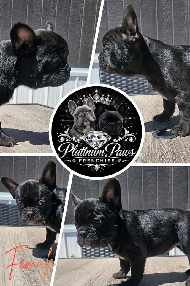 French Bulldog Puppies media 5