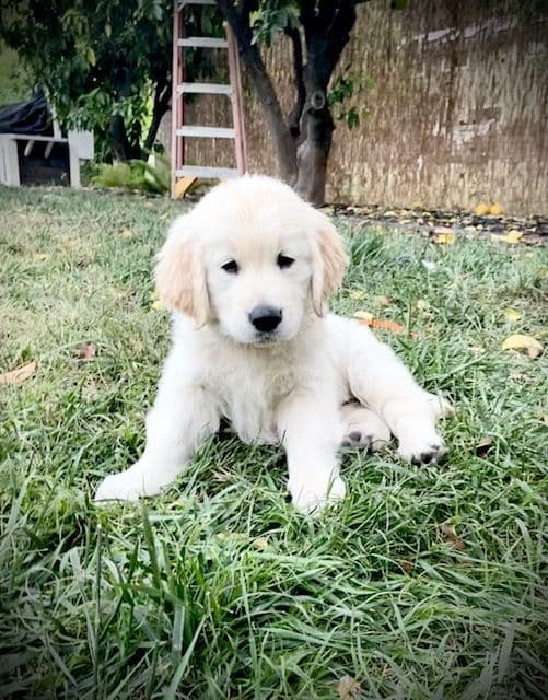 Golden Retriever Puppies breeder image 1