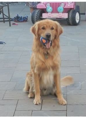 Golden Retriever Puppies media 8