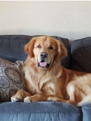 Golden Retriever Puppies media 7