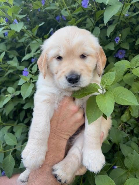 Golden Retriever Puppies media 9