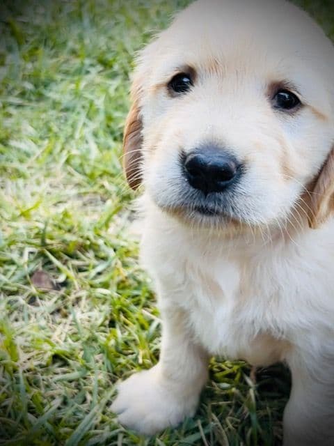 Golden Retriever Puppies media 10