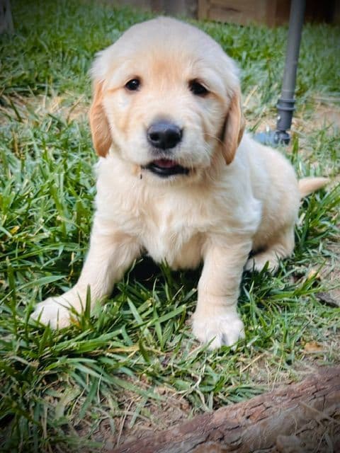 Golden Retriever Puppies media 4