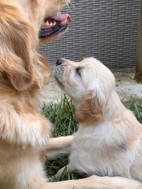 Golden Retriever Puppies media 3