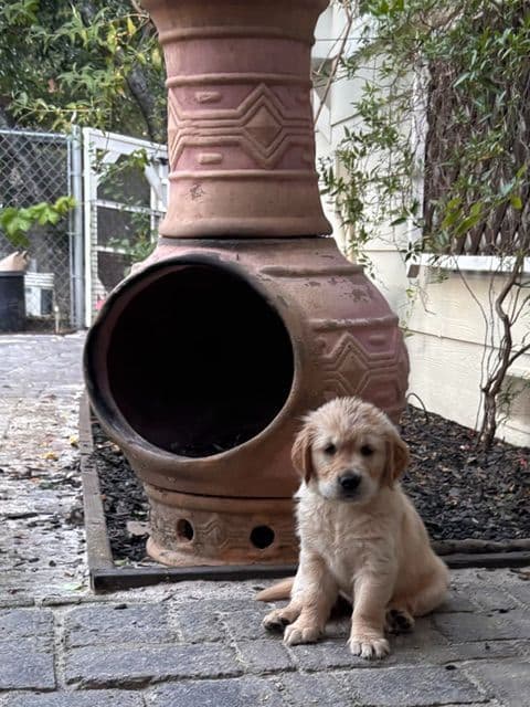 Golden Retriever Puppies media 2