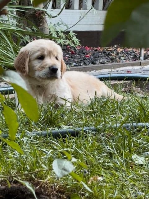 Golden Retriever Puppies media 11