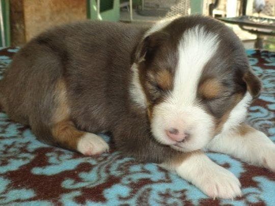Miniature American Shepherd Puppies breeder image 10