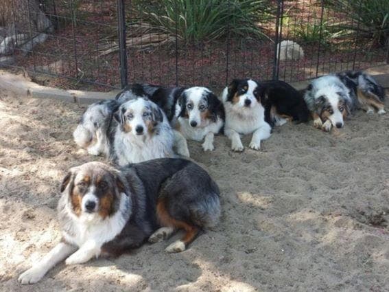 Miniature American Shepherd Puppies breeder image 1