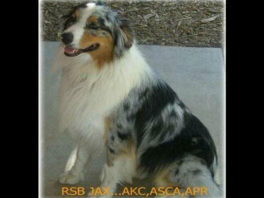 Miniature American Shepherd Puppies breeder image 15