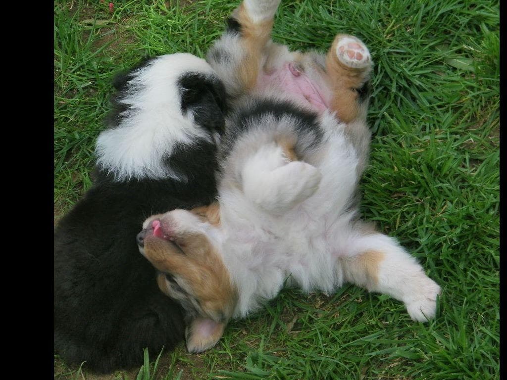 Miniature American Shepherd Puppies breeder image 17