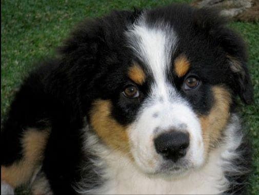 Miniature American Shepherd Puppies breeder image 18
