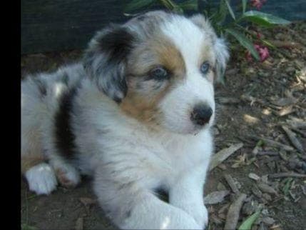 Miniature American Shepherd Puppies breeder image 19