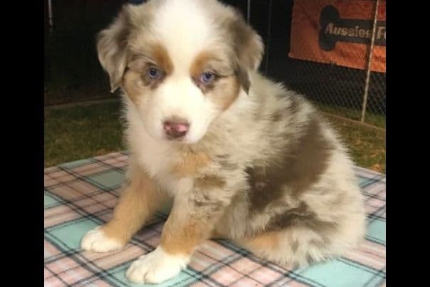 Miniature American Shepherd Puppies breeder image 6