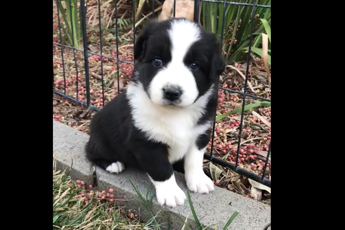 Miniature American Shepherd Puppies breeder image 7