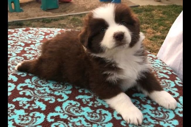 Miniature American Shepherd Puppies breeder image 20
