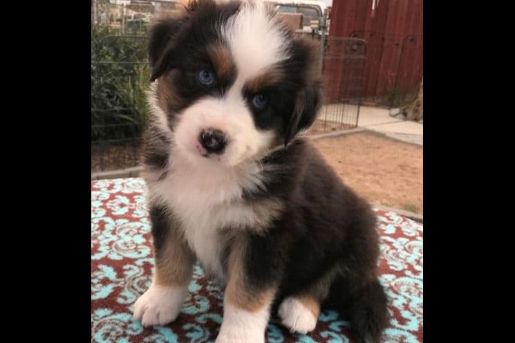 Miniature American Shepherd Puppies breeder image 12