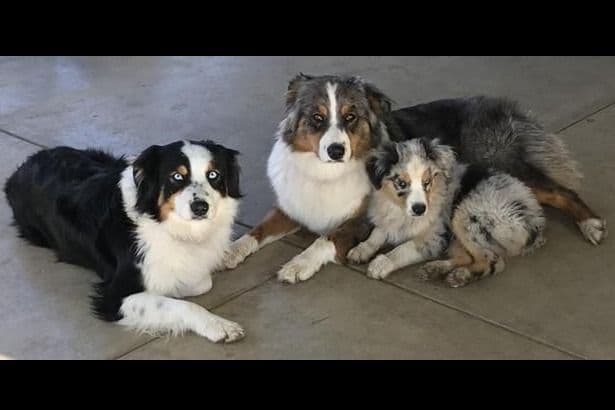 Miniature American Shepherd Puppies breeder image 9