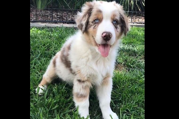 Miniature American Shepherd Puppies breeder image 8