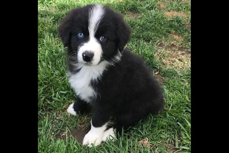 Miniature American Shepherd Puppies breeder image 16