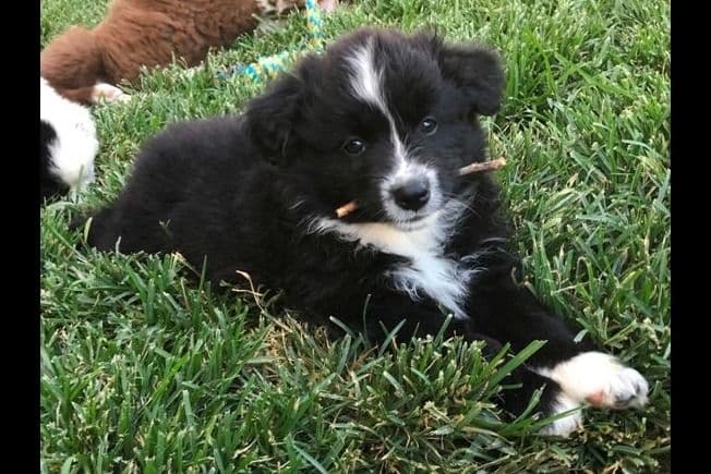 Miniature American Shepherd Puppies breeder image 14