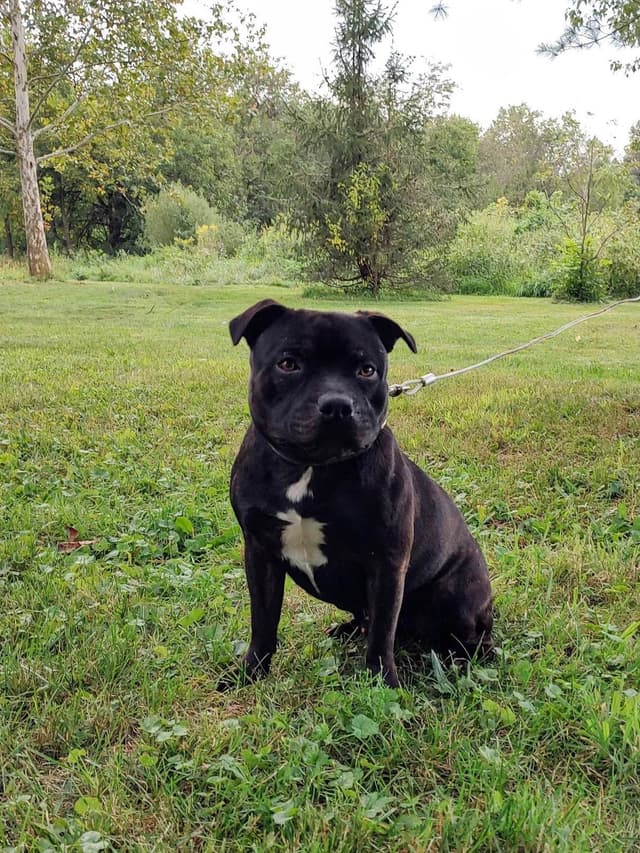 Staffordshire Bull Terrier Puppies media 2