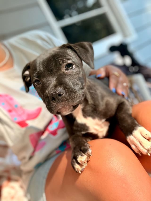 Staffordshire Bull Terrier Puppies media 3