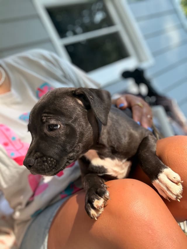 Staffordshire Bull Terrier Puppies media 4