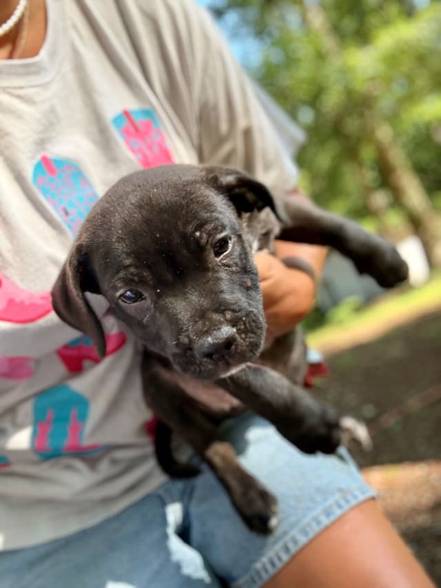 Staffordshire Bull Terrier Puppies media 6