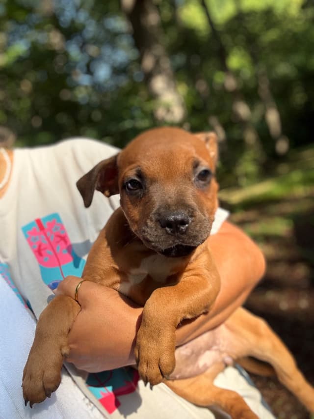 Staffordshire Bull Terrier Puppies media 5