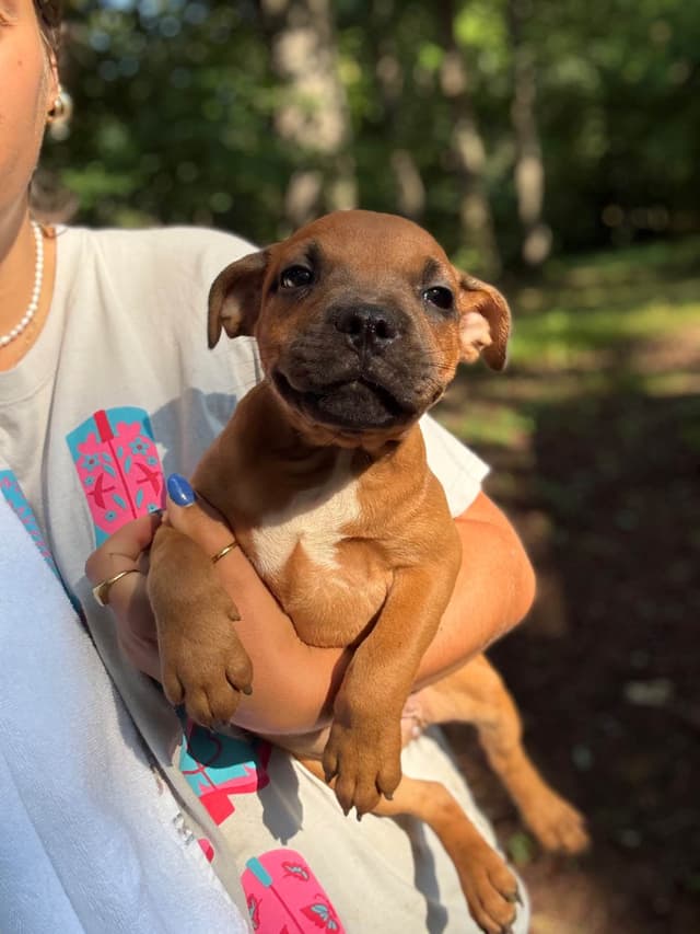Staffordshire Bull Terrier Puppies media 7