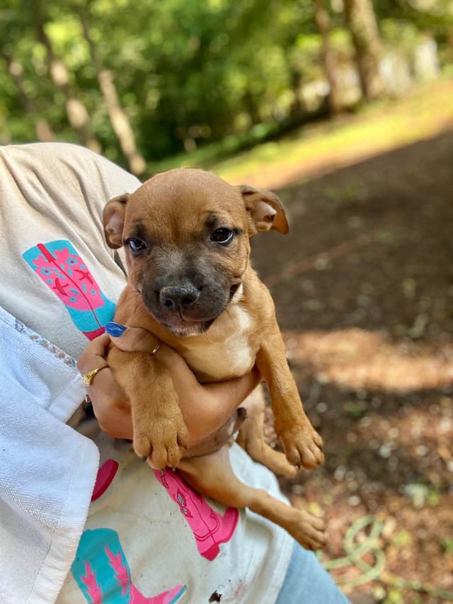 Staffordshire Bull Terrier Puppies media 9