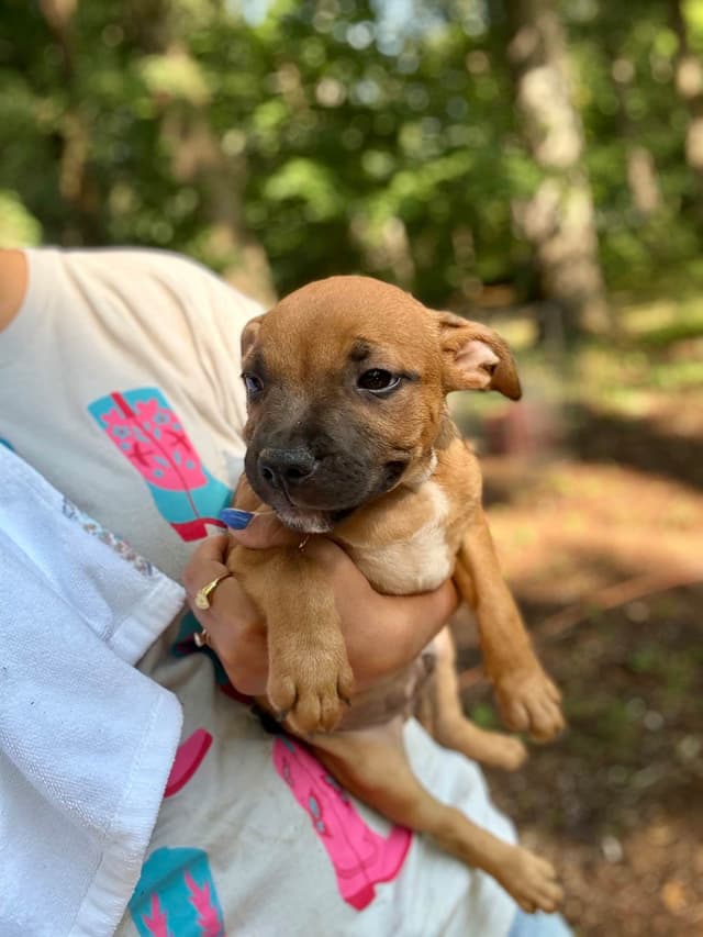 Staffordshire Bull Terrier Puppies media 8