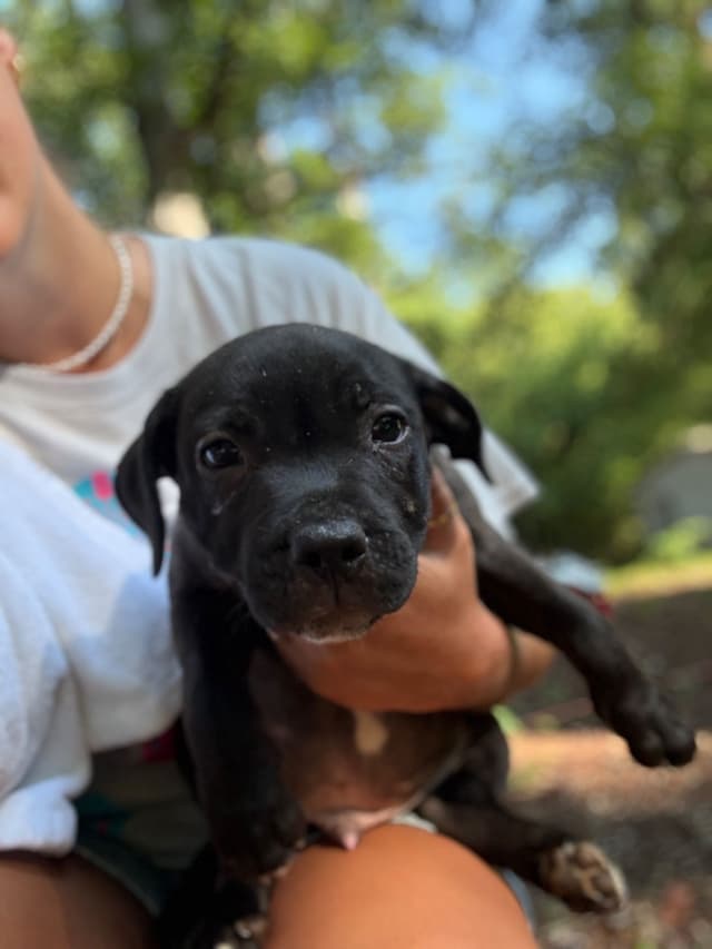 Staffordshire Bull Terrier Puppies media 10